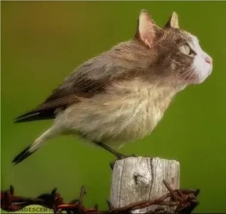 Oiseau_chat.jpg
