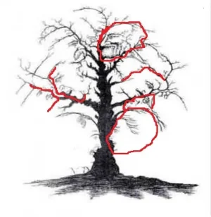 arbre.jpg