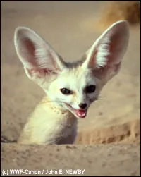 fennec3.jpg
