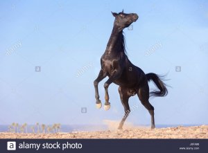 cheval-arabe-letalon-noir-dans-le-desert.jpg