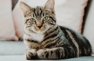 chat poilu.jpg