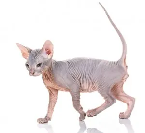 chat sans poil.jpg