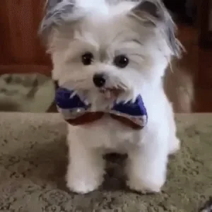 mail.gif