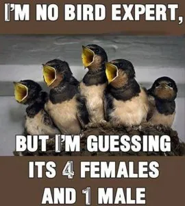 birds.jpeg