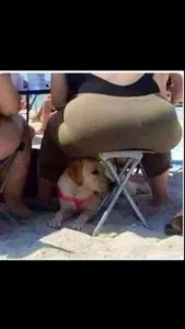 chien.jpeg