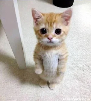 Chaton-debout.jpg