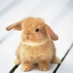 sevrage-du-lapin.jpg