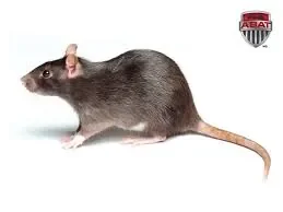 rat.jpg
