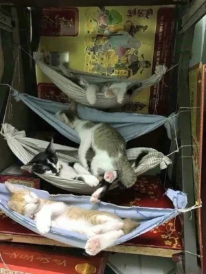 227771