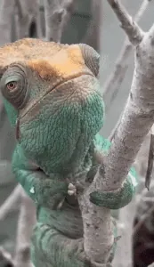 FrightenedClumsyAnnelida-size_restricted.gif