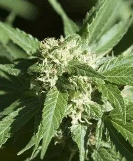 cannabis-plante.jpg