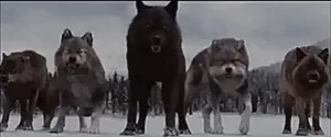 CharmingUntidyGoldeneye-size_restricted.gif