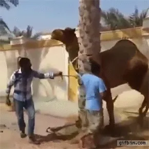 dromadaire-attaque.gif