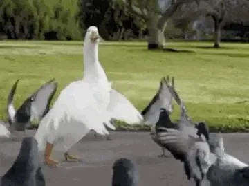 232896