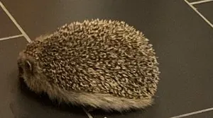 238909
