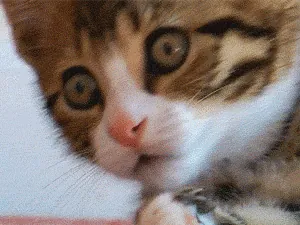95105-full.gif