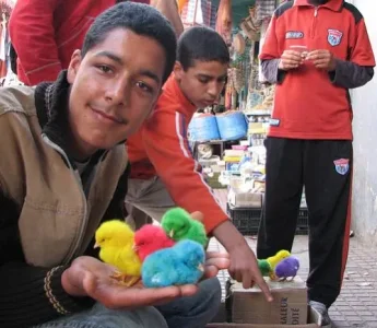 des-poussins-multicolores.jpg