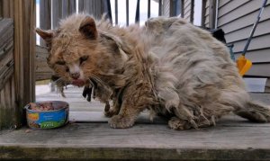 ar88e-matted-cat-rescued-1.jpeg
