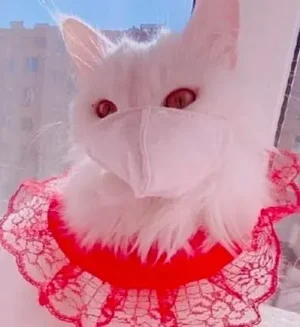 CHAT MASQUÉ.jpg