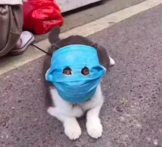 CHAT MASQUÉ 2.jpg