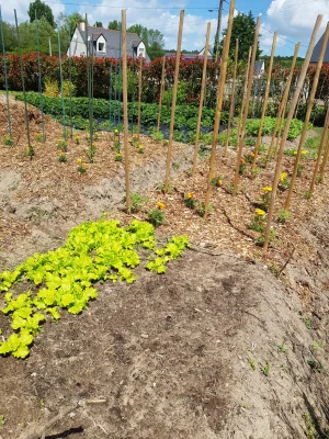 tomates (2).jpg