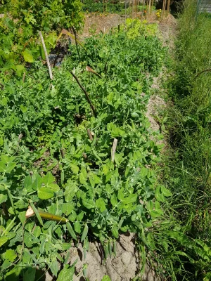 petits pois.jpg