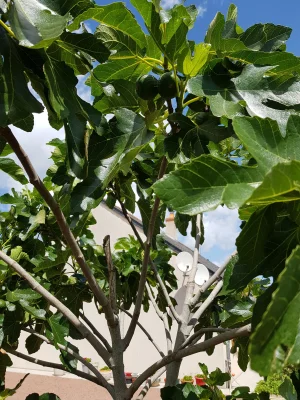 figues.jpg