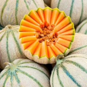 melon-charentais.jpg