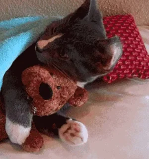 giphy.gif