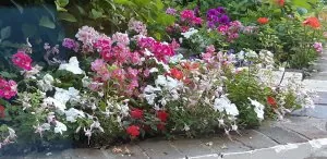 20190710_083222.jpg