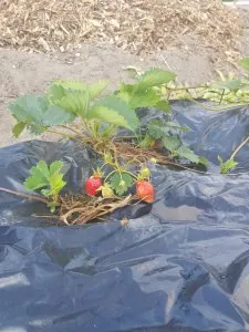 fraises (2).jpg