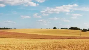 cornfield-373281_960_720.jpg