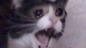 243953