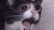 243962