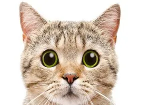 chat-trop-chou-600x420 (2).jpg