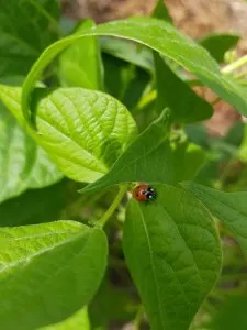coccinelle.jpg