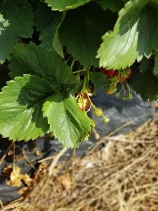 fraises.jpg