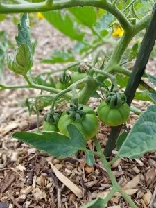 TOMATES.jpg