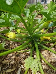 courgettes d'algérie.jpg