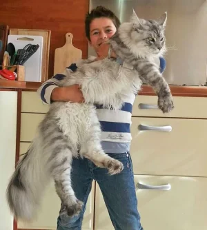 massive-maine-coon2.jpg