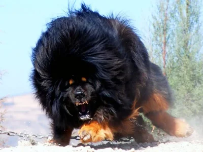 Tibetan-Mastiff-8.jpg
