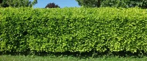 01-quand-la-haie-vegetale-s-invite-dans-le-jardin.jpg