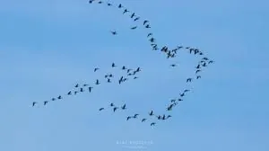 246890