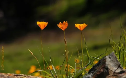 5158_l.jpg