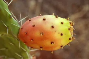 440px-Opuntia_ficus-indica_fruit9.jpg