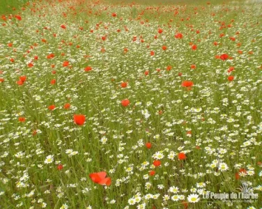 coquelicots-1280x1024.jpg