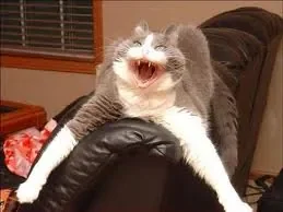 chat.jpg