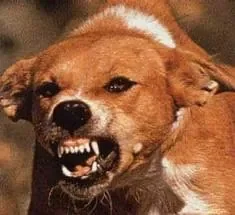chien.jpg