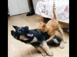 chien et chat.jpg