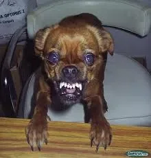 image chien me.jpg